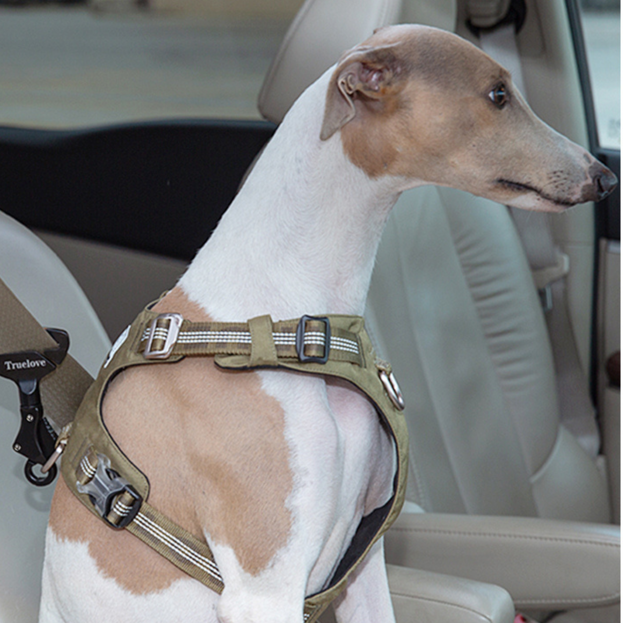 Black car seat belt connector clip fastened to pet harness on car seat