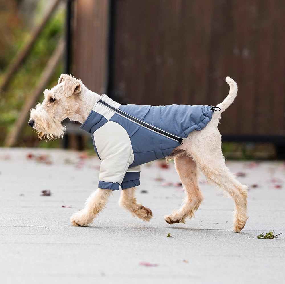 Slate blue winter trail jacket for dogs with white panels and full zipper